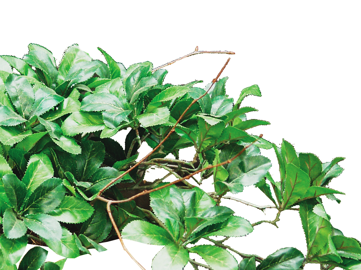 Hawthorn Plant ID# HAW312