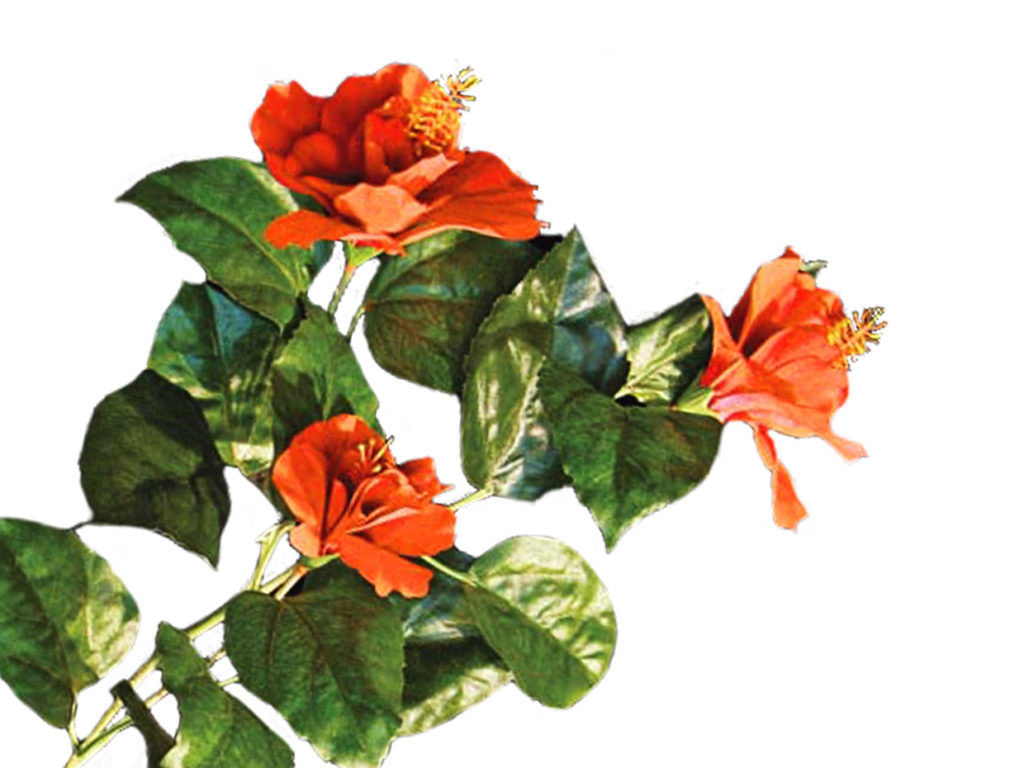 Hibiscus Plant ID# HIBM20P
