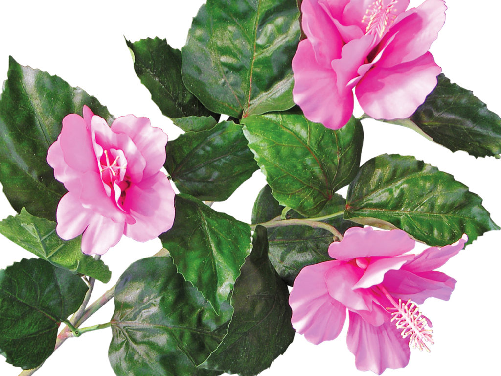 Hibiscus Plant ID# HIBM20P