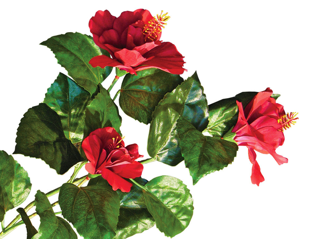 Hibiscus Plant ID# HIBM20P