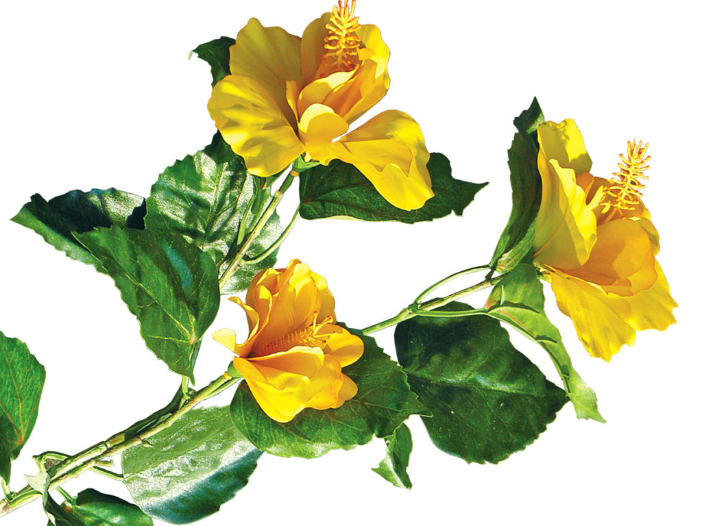 Hibiscus Plant ID# HIBM20P