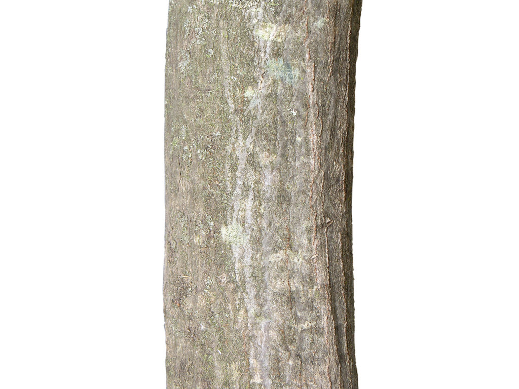 Podocarpus Topiary Ball ID# POD+4