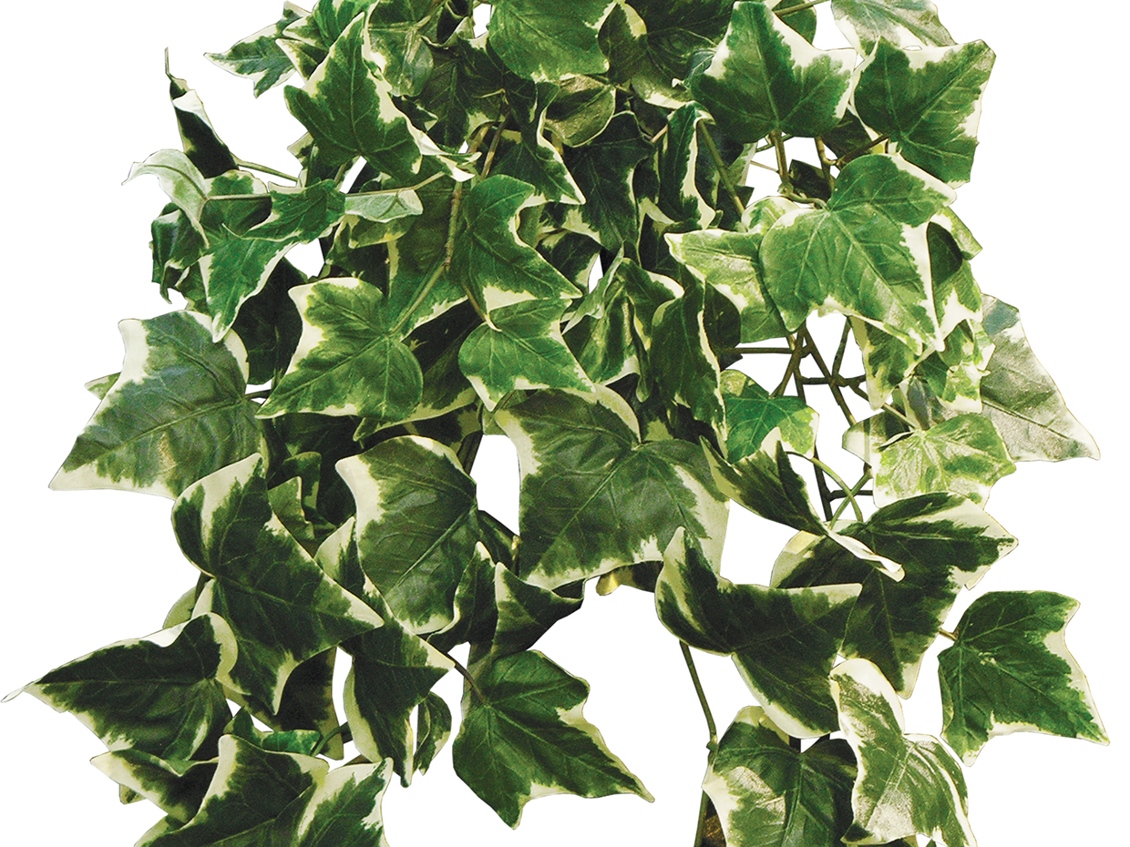 Variegated Algerian Ivy Vine ID# ALG124V