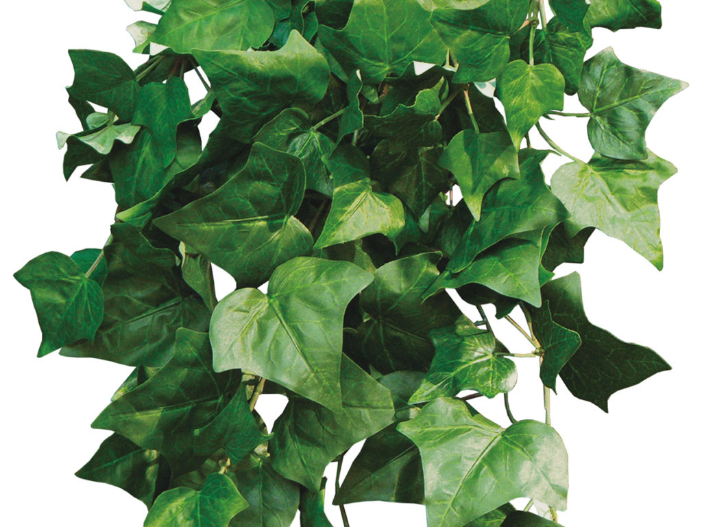 Algerian Ivy Vine ID# ALG224