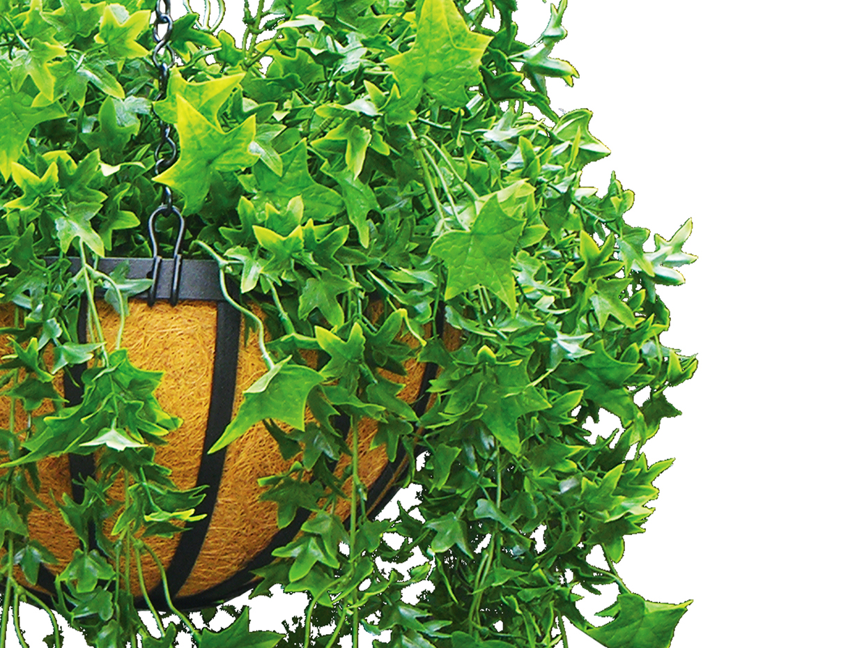 English Ivy Hanging, Hanging ID# IVE514+