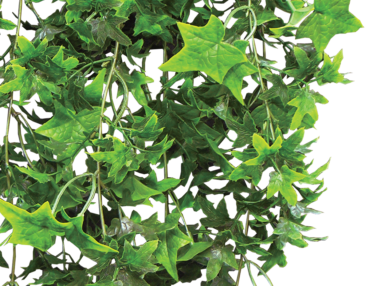 English Ivy Vine ID# IVE128+