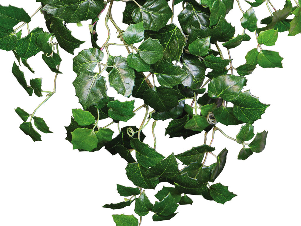 Grape Ivy Vine ID# GRI115