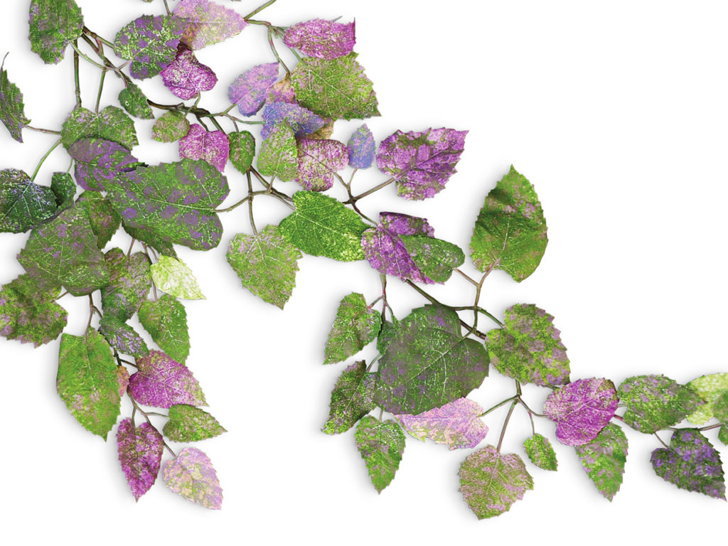 Kangaroo Ivy Plant ID# KAN424M, KAN215M