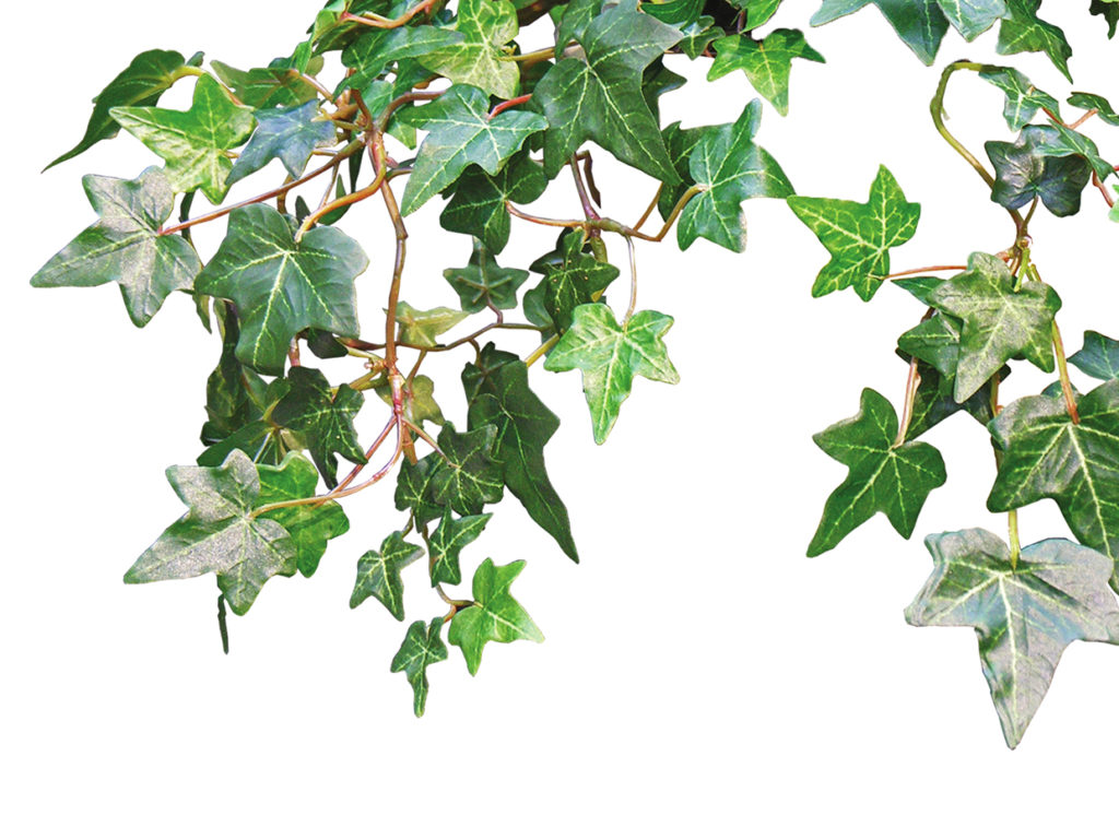 Needlepoint Ivy Vine ID# NPI210