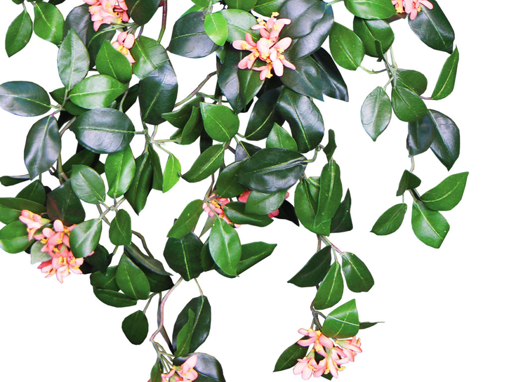 Jasmine Plant, Flowering ID# JAS224S