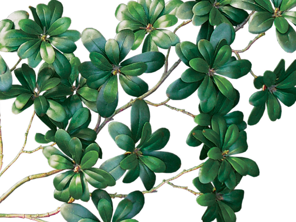 Australian Laurel Vine Plant ID# LAA612
