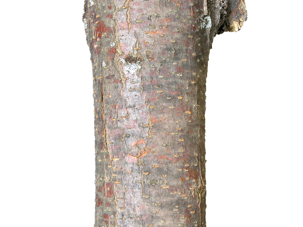 Mountain Birch Tree ID# BMTM60
