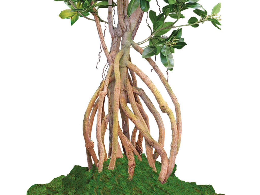  Mangrove Tree ID# MANMX4