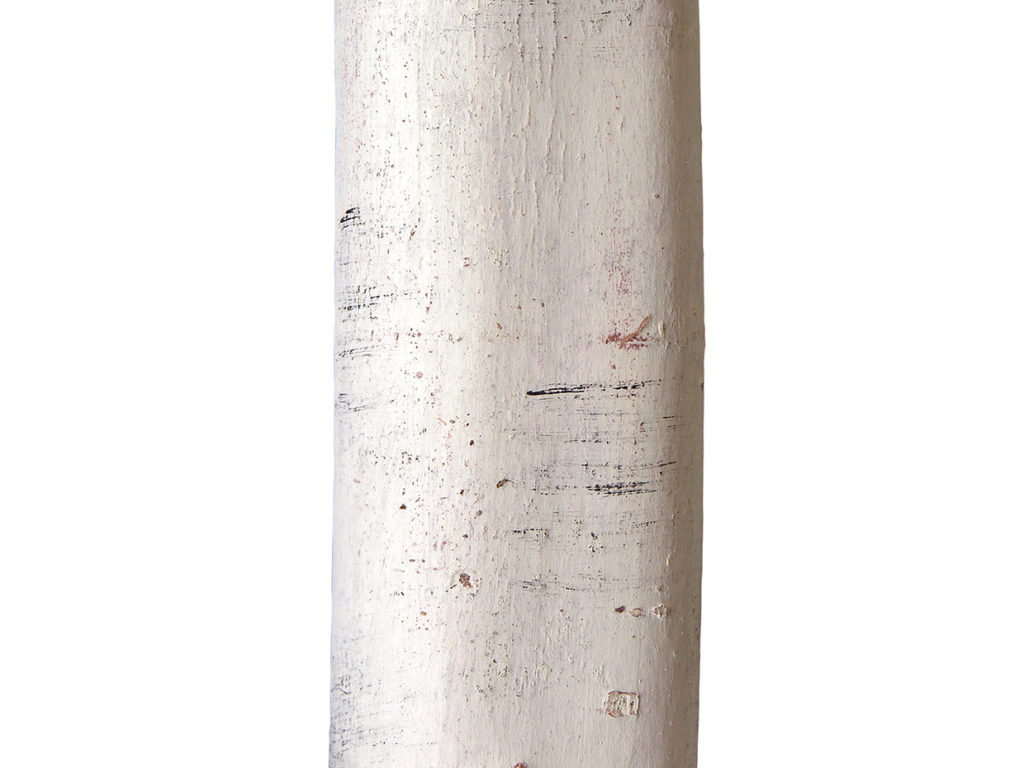 Embarcadero Ficus Tree ID# FESMX8#