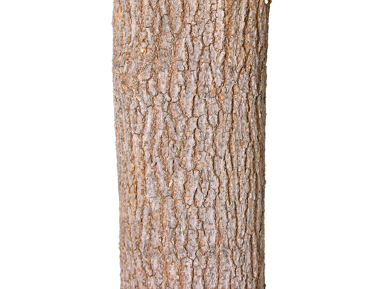 Apple Tree, Corner ID# CUSTFRAC96