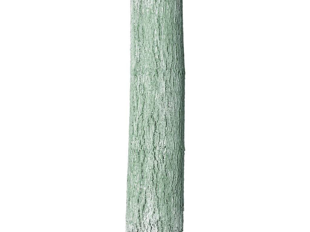 Palo Verdo Tree ID# PVDW96F