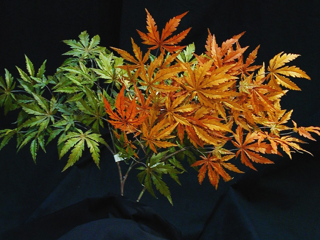 Japanese Maple Tree ID# 5584