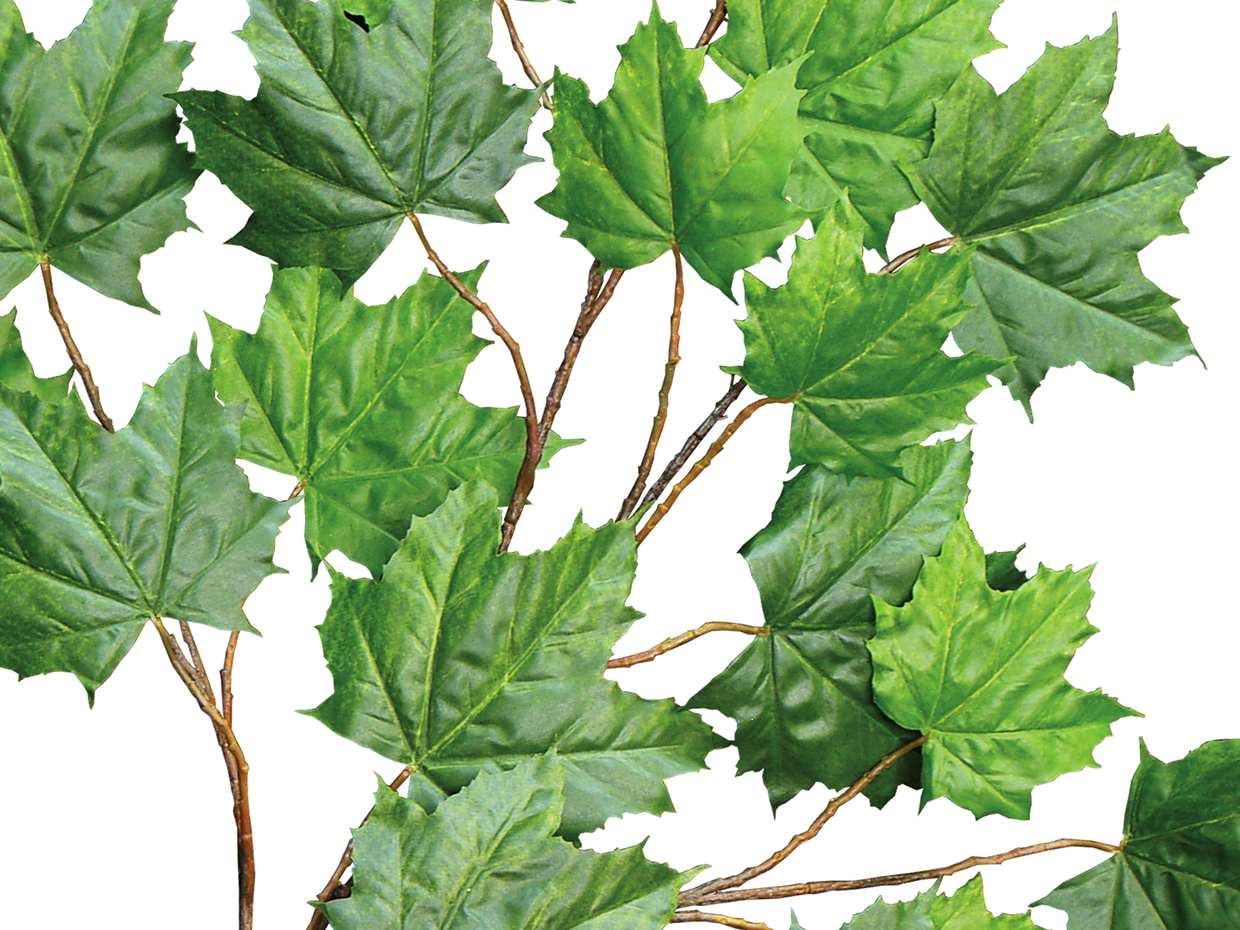 Maple Tree, Ceiling Tree ID# MSSMX0