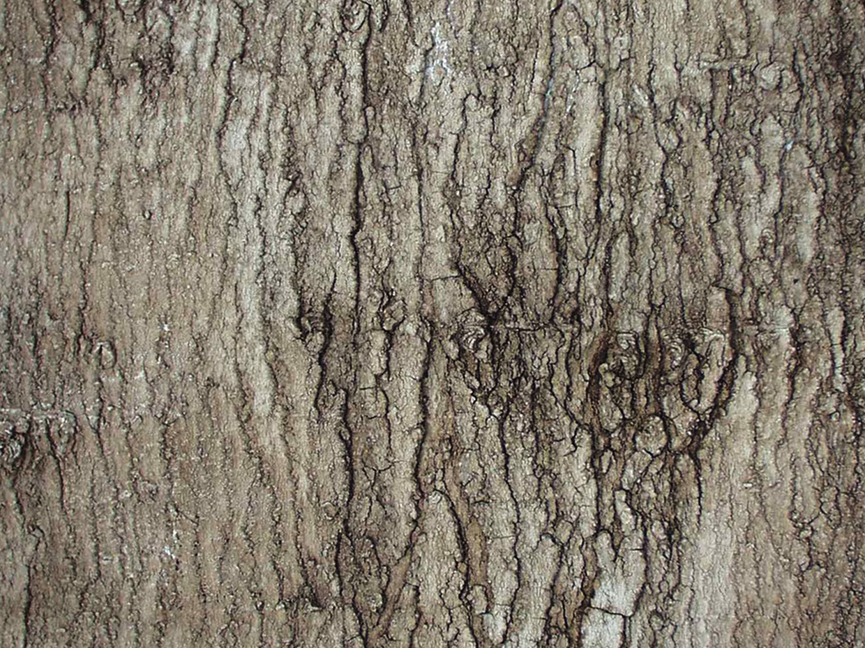 Sugar Maple Tree, Columnar ID# 3170