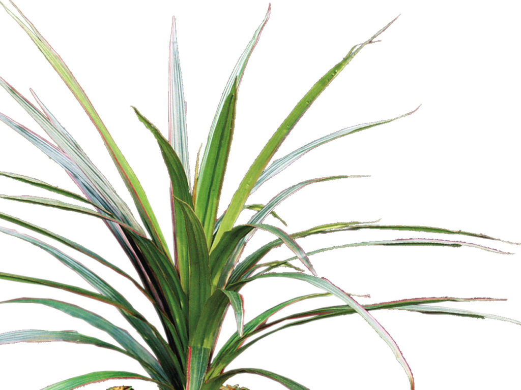 Marginata Bush ID# MAR#27