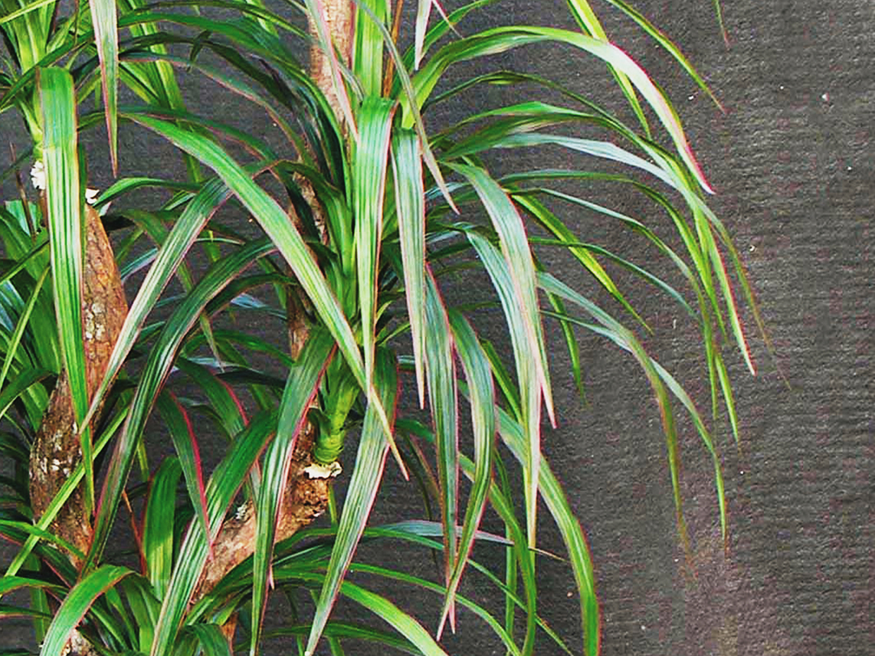 Dragon Tree ID# MACE60