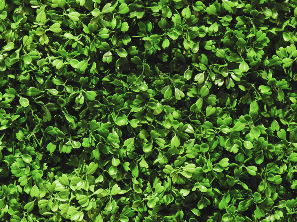 Outdoor Boxwood Spiral Topiary ID# BOXS60+