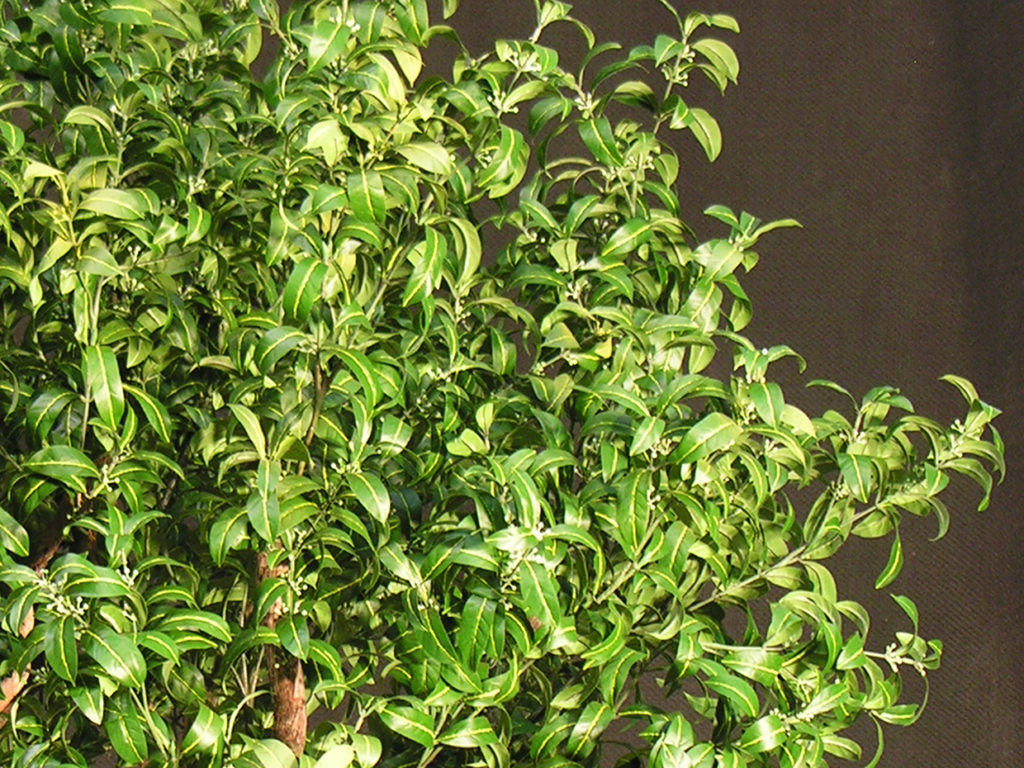 Mountain Laurel Bush ID# -