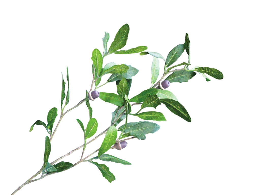 Live Oak Tree ID# OKLT96G