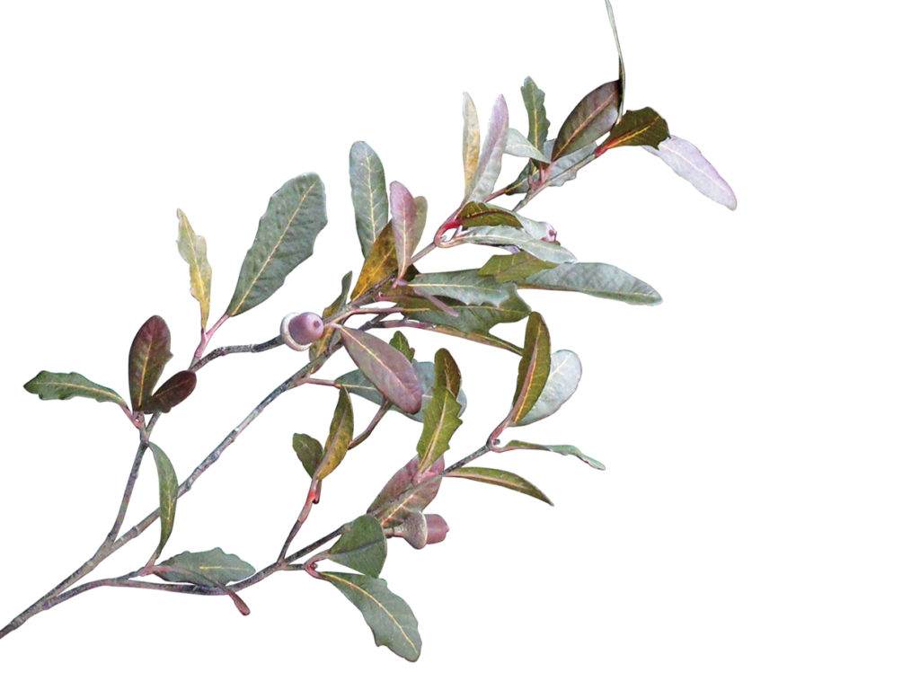 Live Oak Tree ID# OKLT96G