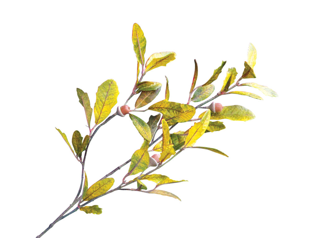 Live Oak Tree ID# OKLT96G