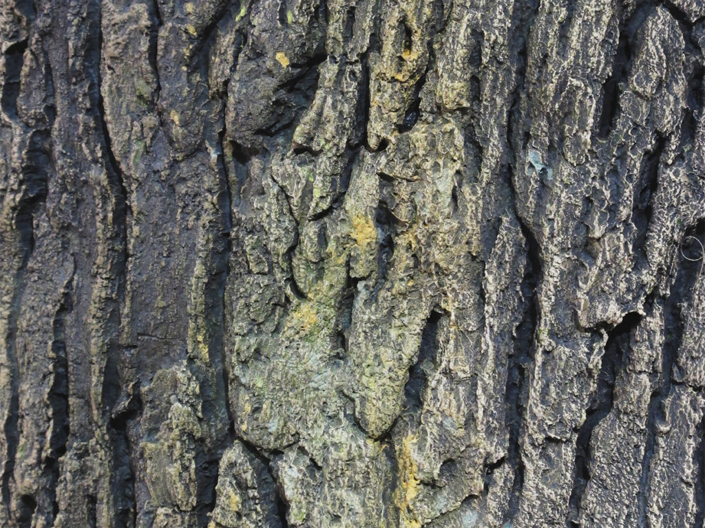 Red Oak Tree Column Wrap, 19' ID# 14769