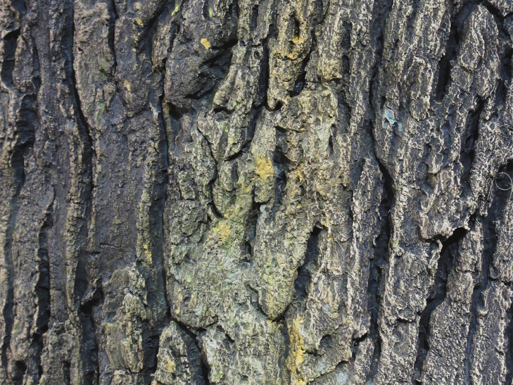 Pin Oak Tree ID# 7742