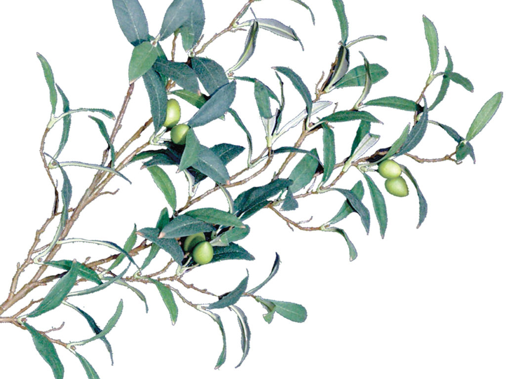 Mediterranean Olive Tree ID# OMDCX2