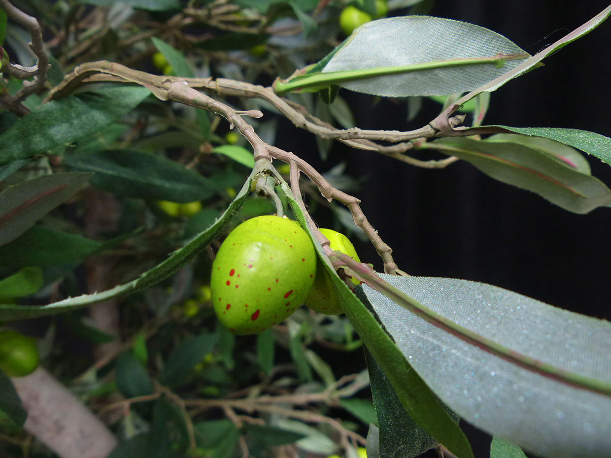 Ancient Olive Tree ID# 10981