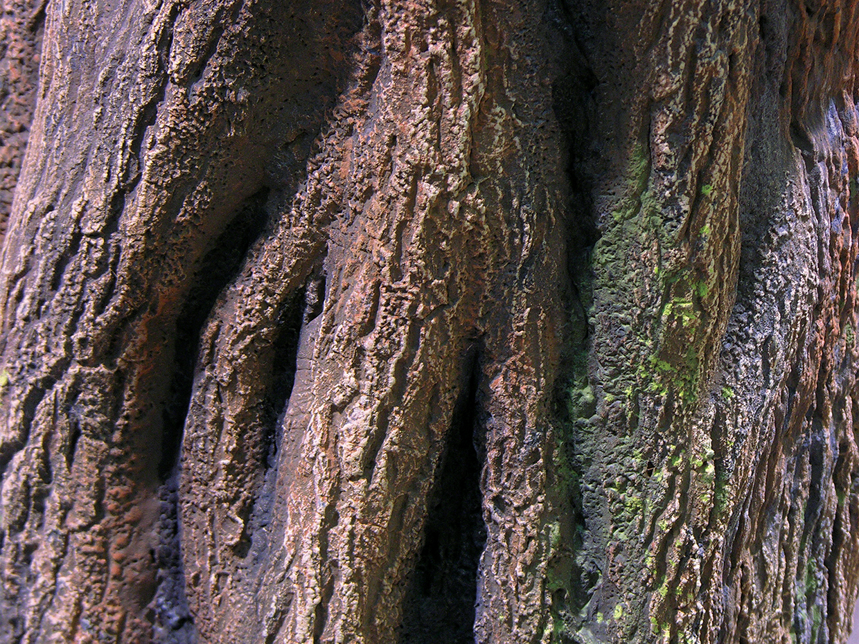 Ancient Olive Tree ID# 10981