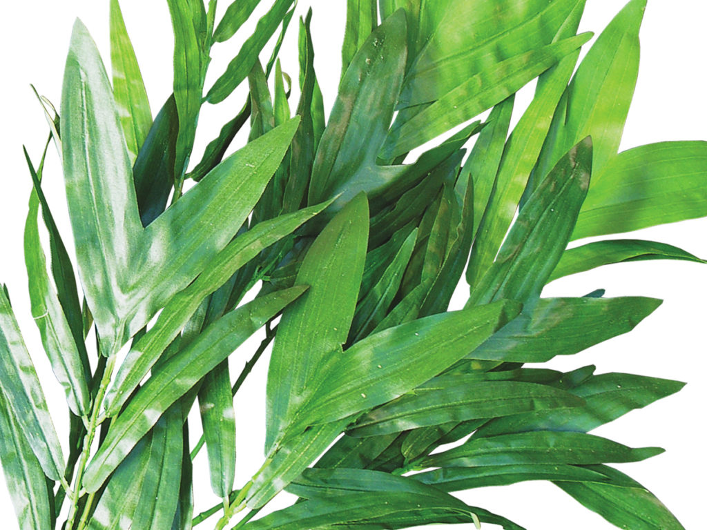 Bamboo Palm Tree, 5' ID# BPC60N