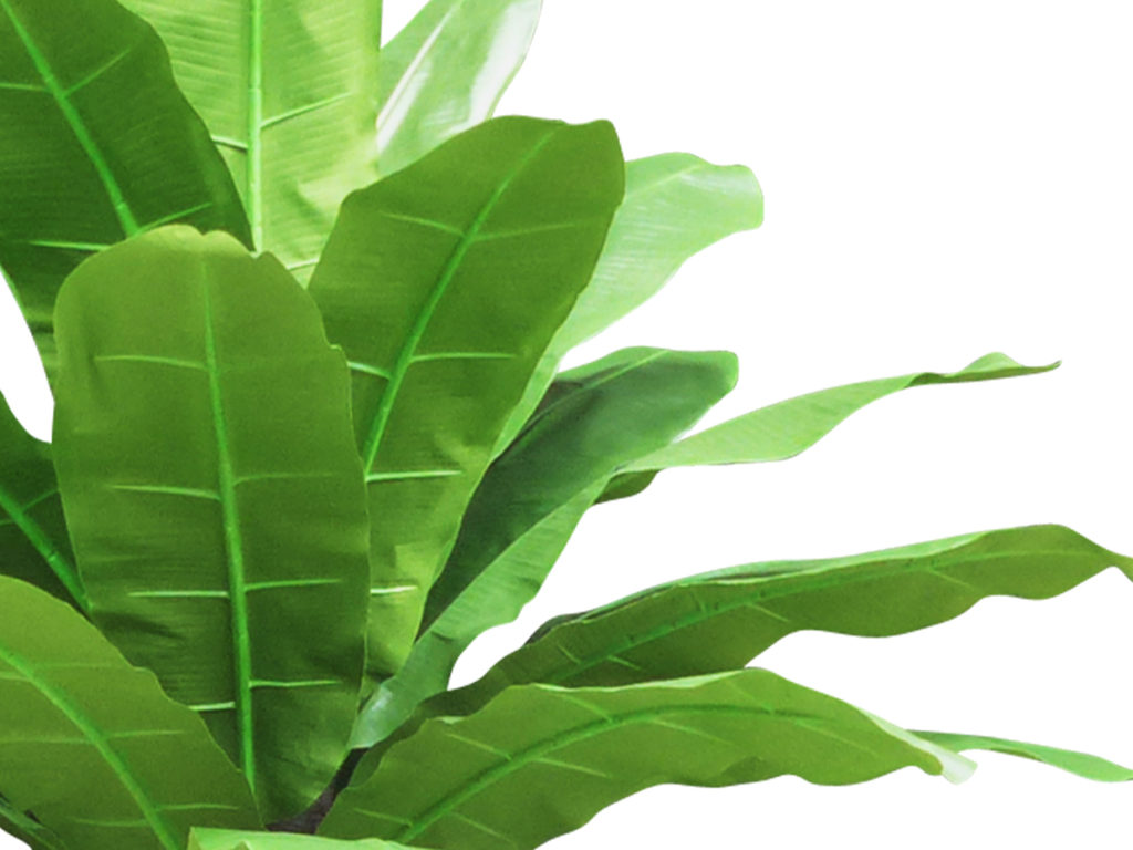 Heliconia Tree ID# HELC96