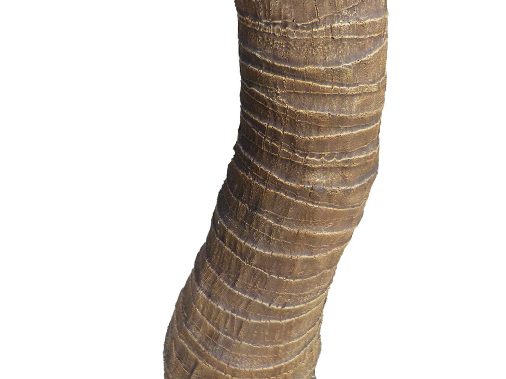 Foxtail Palm Tree, Preserved ID# 10389