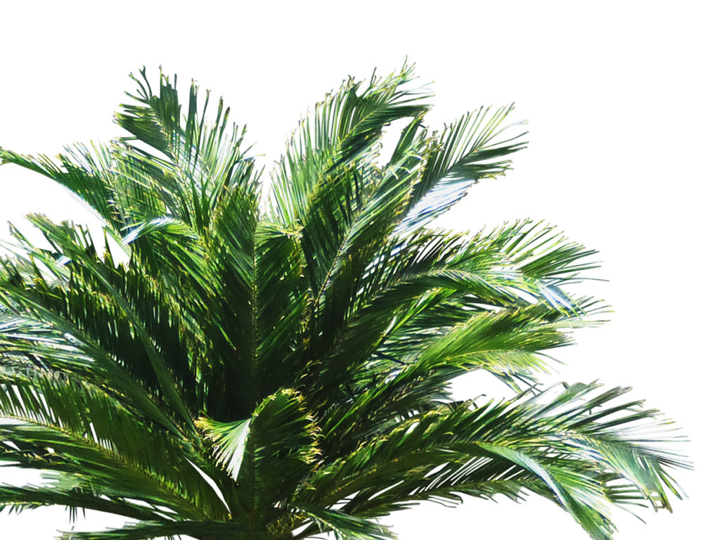 Date Palm Tree, Preserved ID# CUSTPADP96