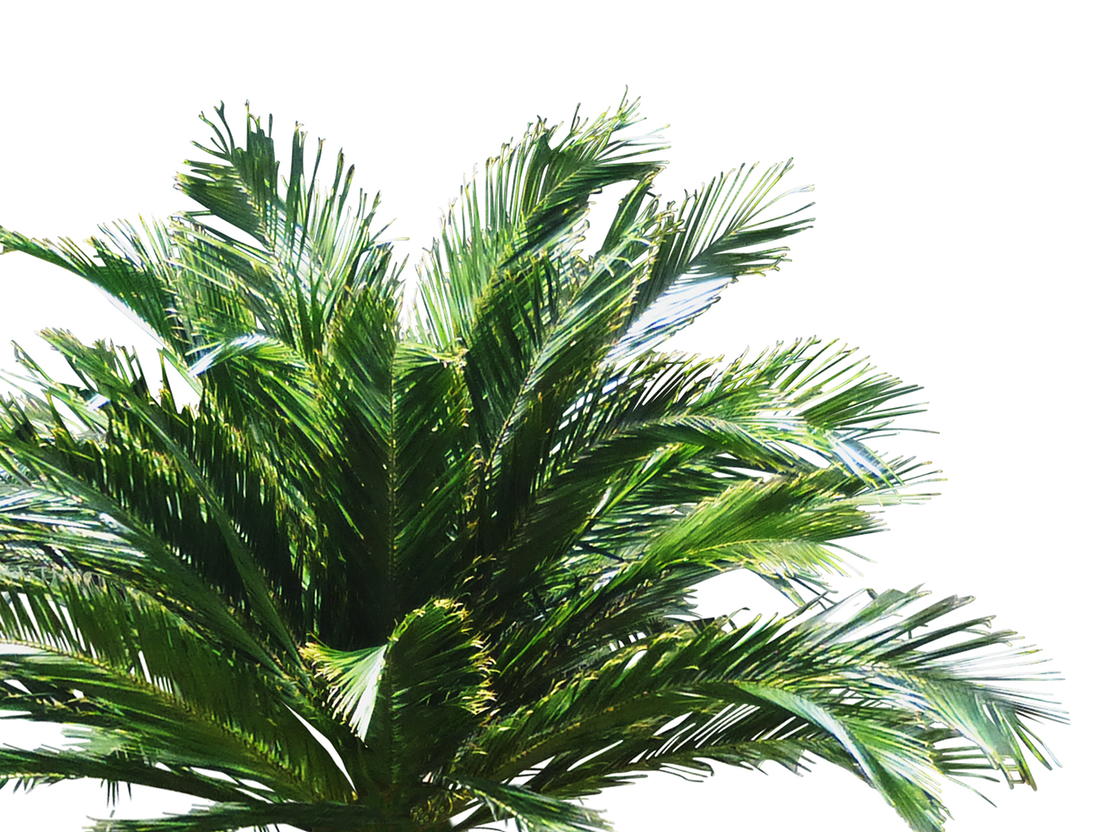 Coconut Palm Tree, 21', Preserved ID# 9795