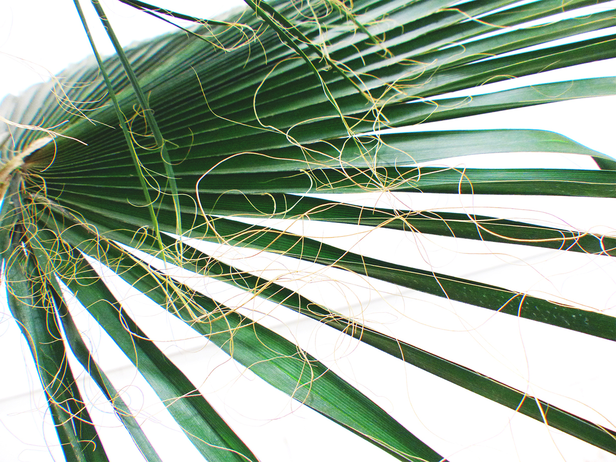 Fan Palm Tree, Preserved ID# PFPX8