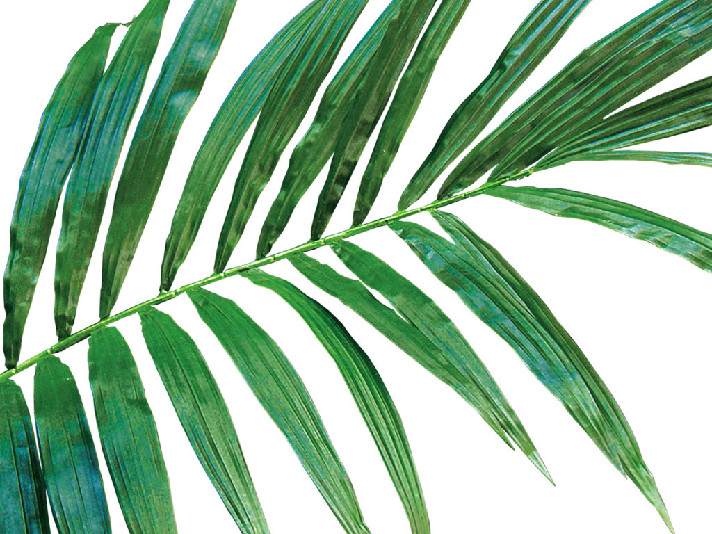 Majestic Palm Tree ID# PMA196