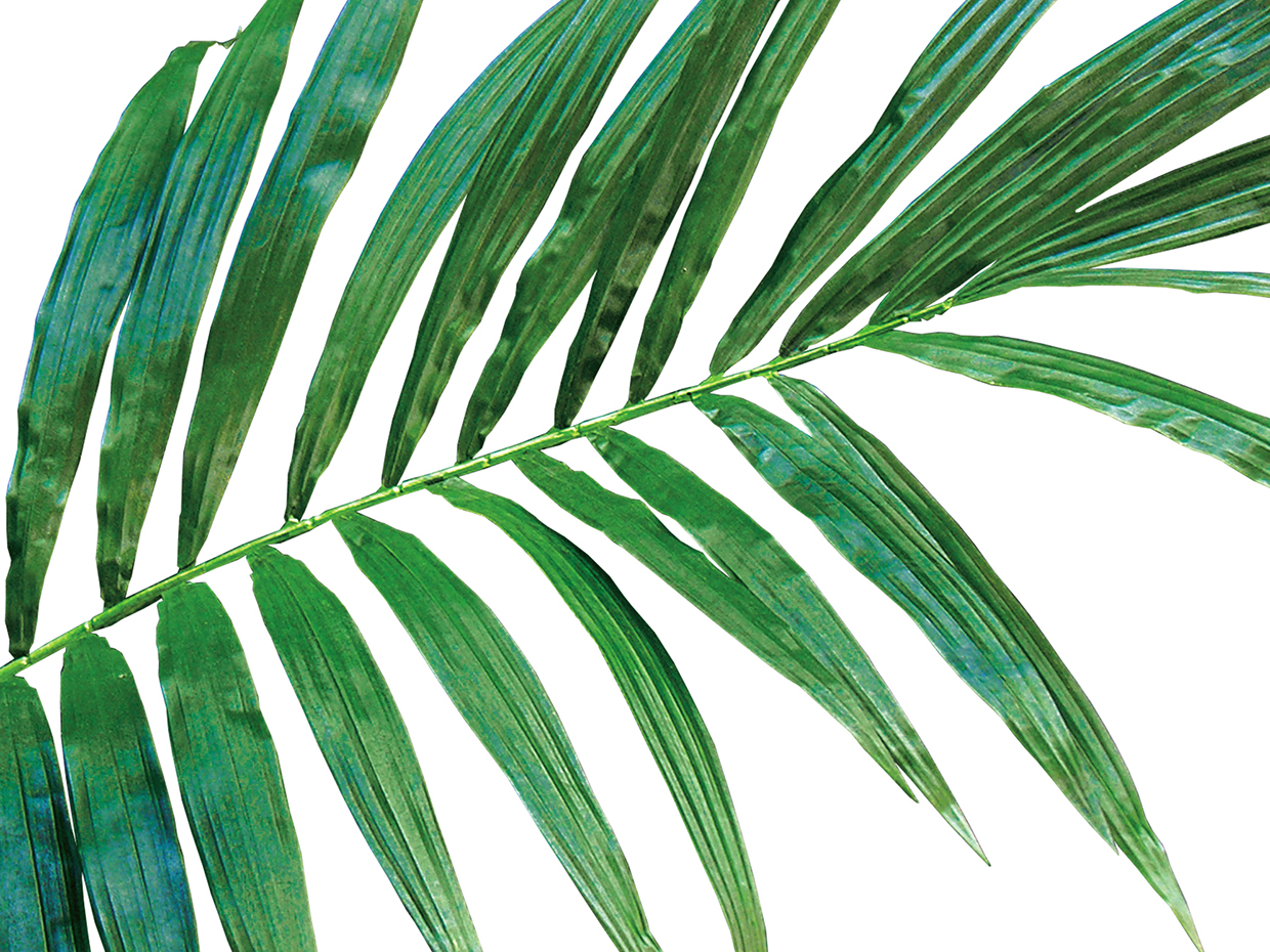 Tropical Palm Tree ID# PPN1X2 , PPN1X4