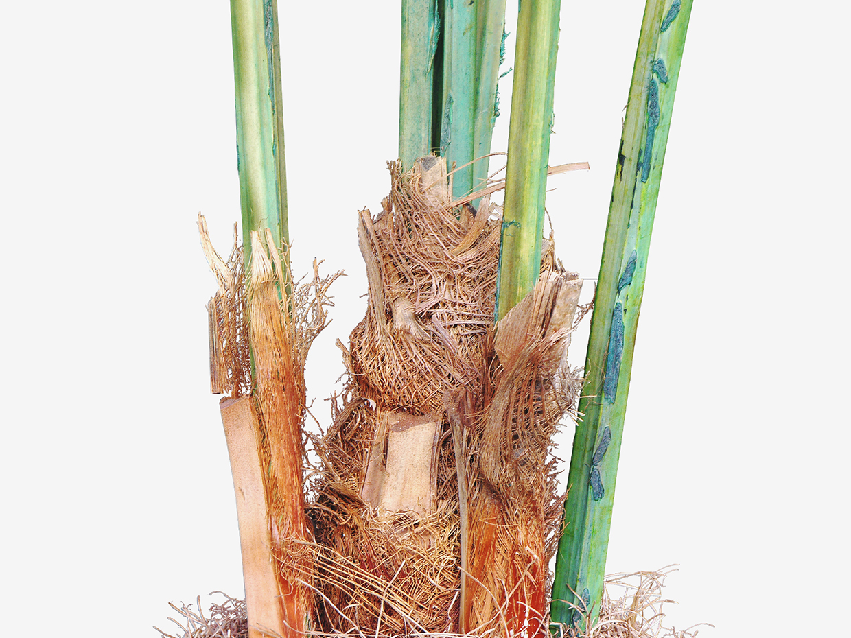 Kentia Palm Tree, Giant ID# PKNCX0