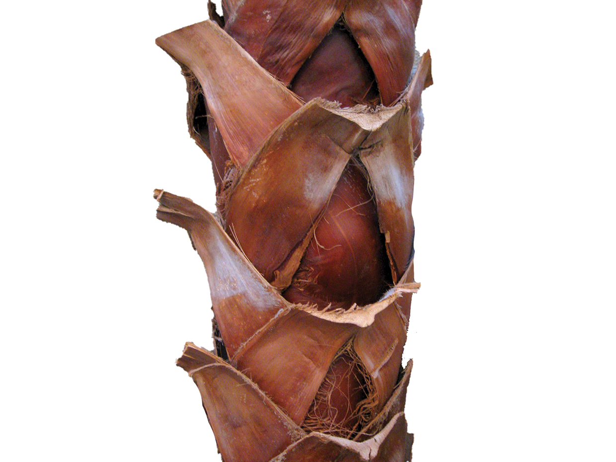 Date Palm Tree, Giant, Preserved ID# 10563