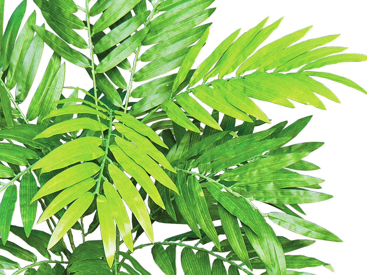 Neanthe Bella Palm Bush ID# NBP#28