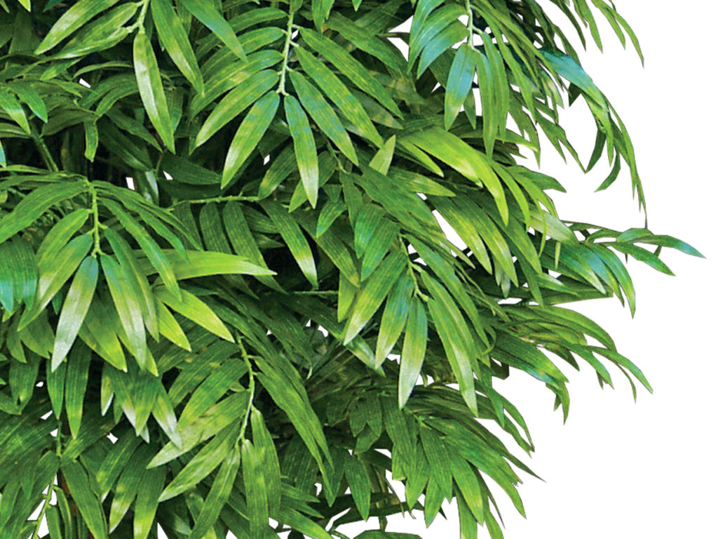 Neanthe Bella Palm Plant ID# 3858