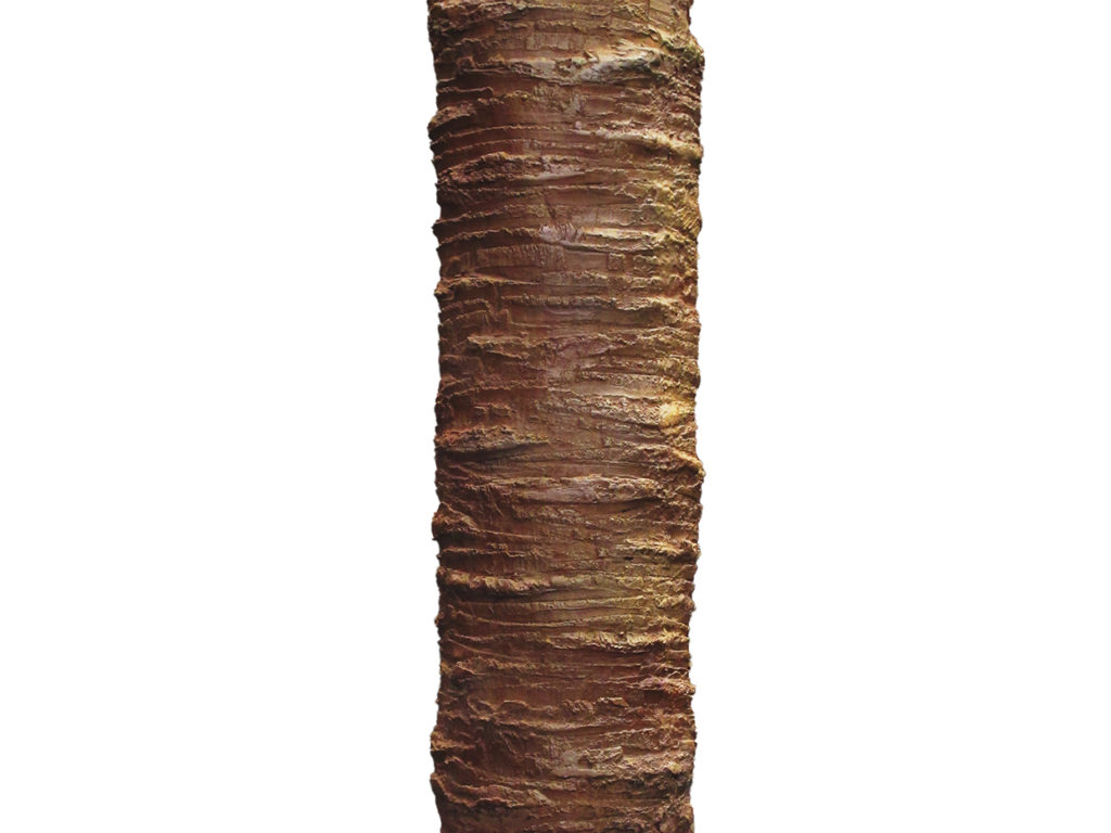 Majestic Palm Tree ID# PMA196