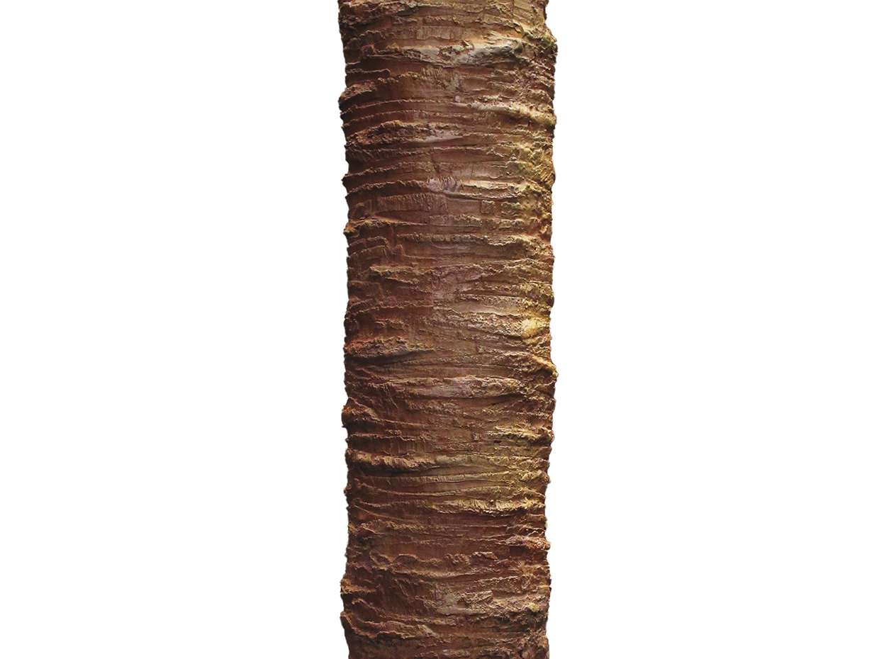 Coconut Palm Tree, 21', Preserved ID# 9795
