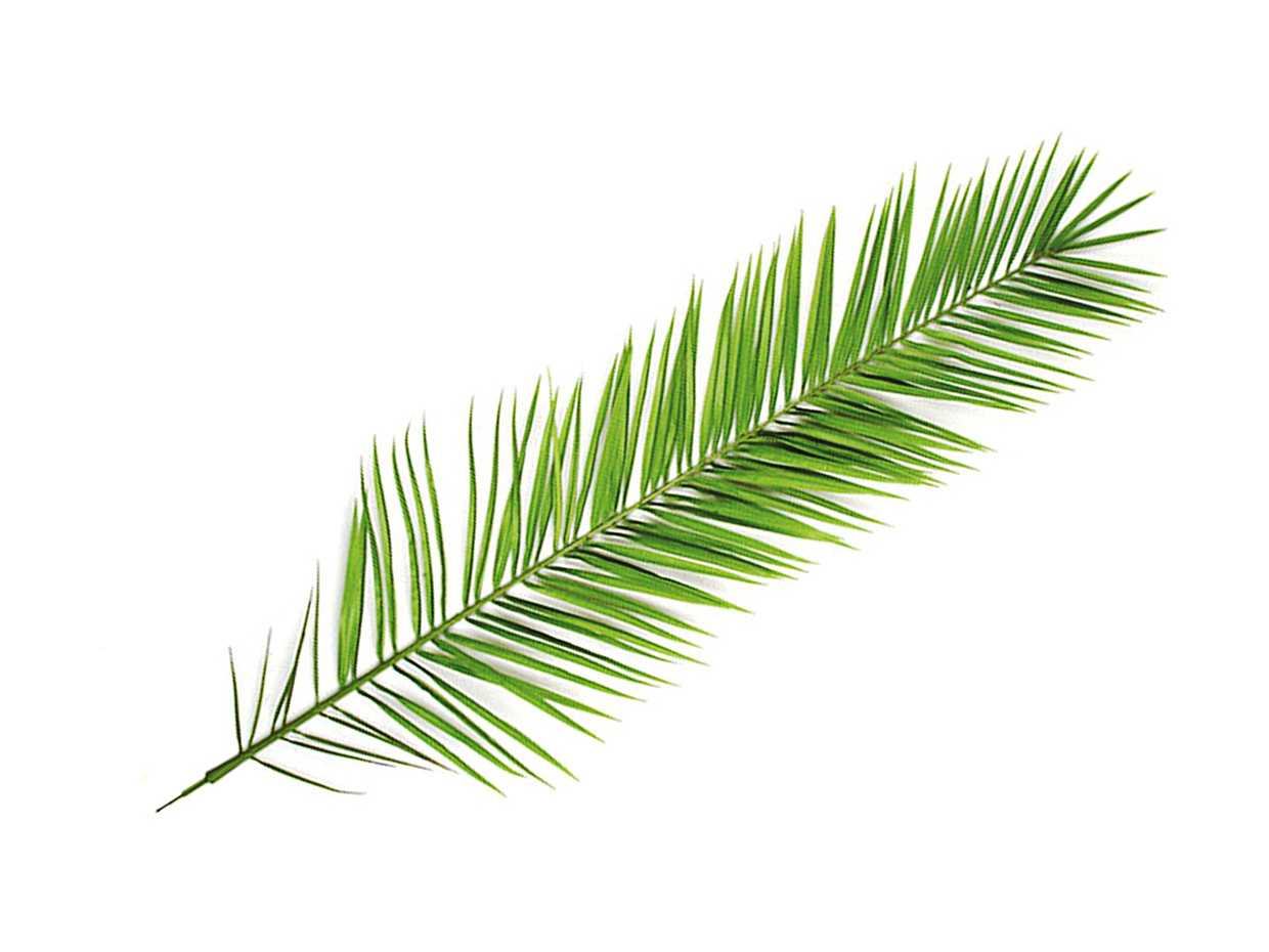 Phoenix Palm Tree, Preserved ID# CUSTPFPX9